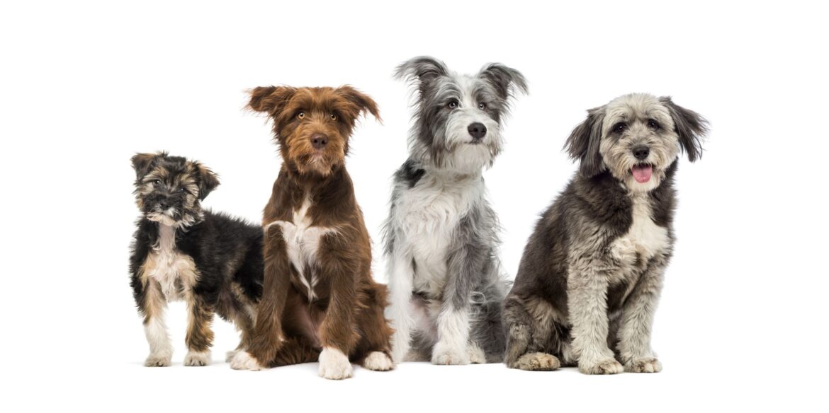 Do Mixed Breeds Live Longer Than Purebred Dogs?