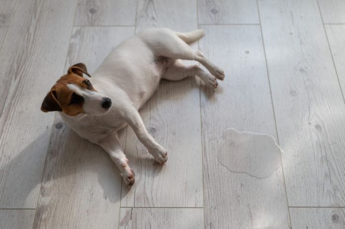 Does Your Dog Pee in the House? Find Out Why and How You Can Help