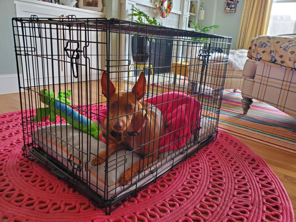 Dog Kennels vs Crates: How to Safely Keep Your Dog Contained
