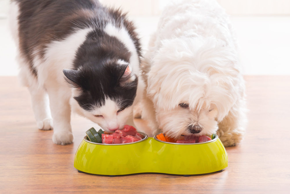 Dogs and Cats Will Love You for Making This Simple Diet Change