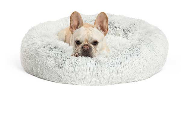 Donut Bed is Right for Your Dog?