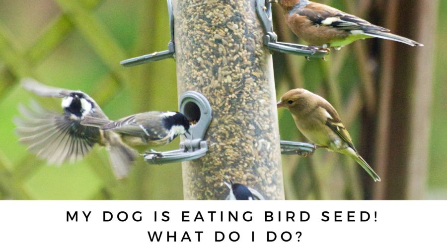 My Dog Is Eating Bird Seed! What Do I Do?