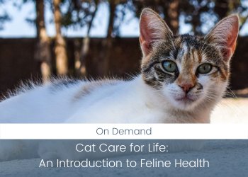 Online Course: Cat Care for Life – An Introduction to Feline Health