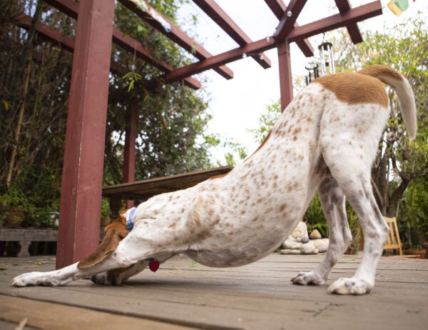 Otis the Handsome Hound: A Laboratory Dog Rescue Story