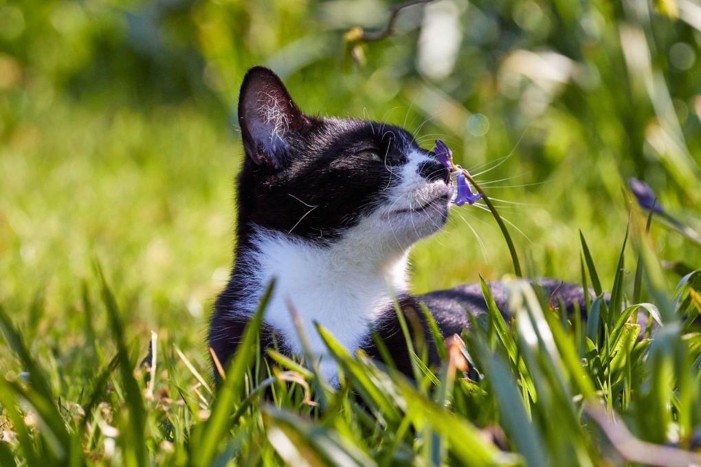 RSPCA Top Tips: How to Help Stray Cats in Your Area