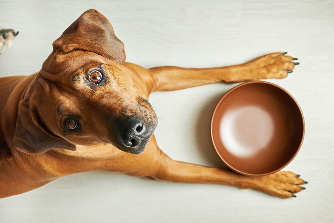 Taurine in Dog Food: Let’s Paw Through the Latest Information