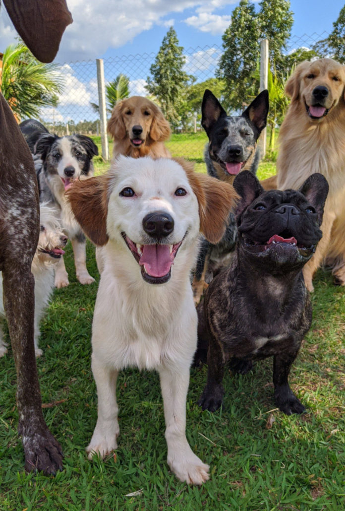 The Definitive Doggy Daycare Checklist