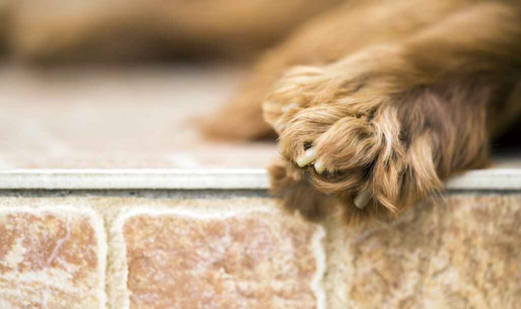 Tips on How To Tackle Clipping Your Dog’s Nails