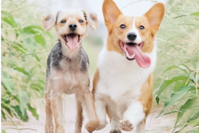 What your dog’s tongue says about their health