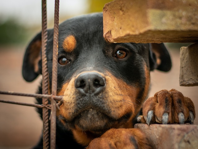 Why Should You Have a Rottweiler Dog?