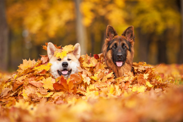 4 Ways to Keep Your Four-Legged Friend Safe this Fall
