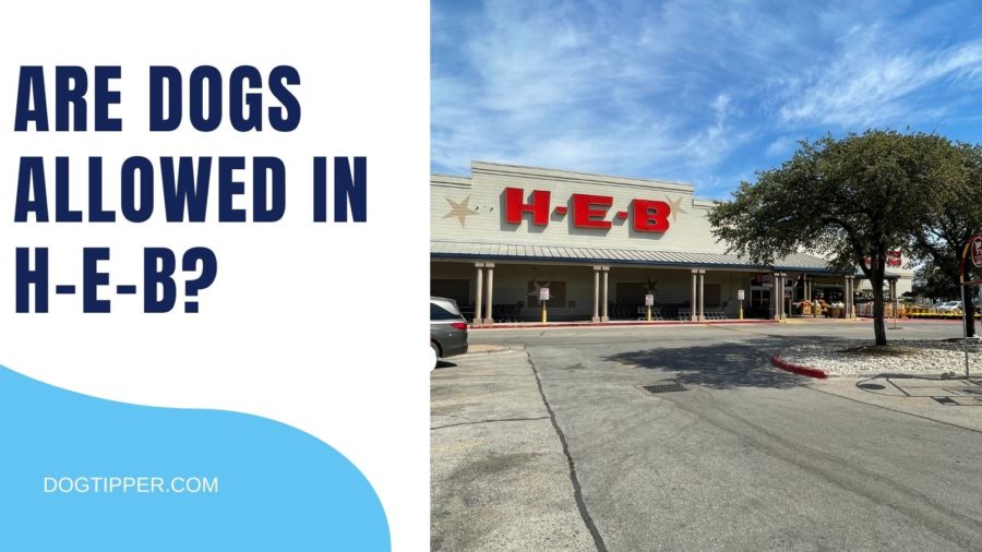 Are Dogs Allowed in HEB? (2022)