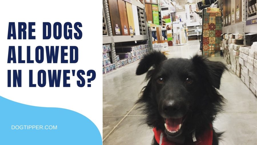 Are Dogs Allowed in Lowe’s? (2022)