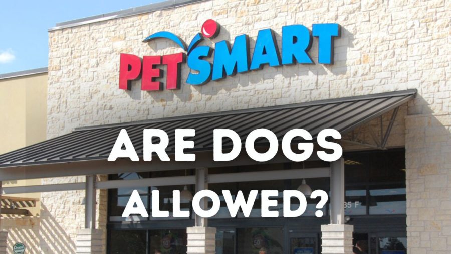 Are Dogs Allowed in PetSmart?