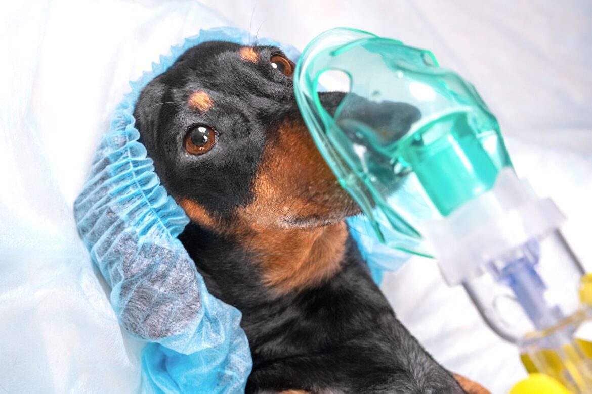 Are There Side Effects of Anesthesia in Dogs?