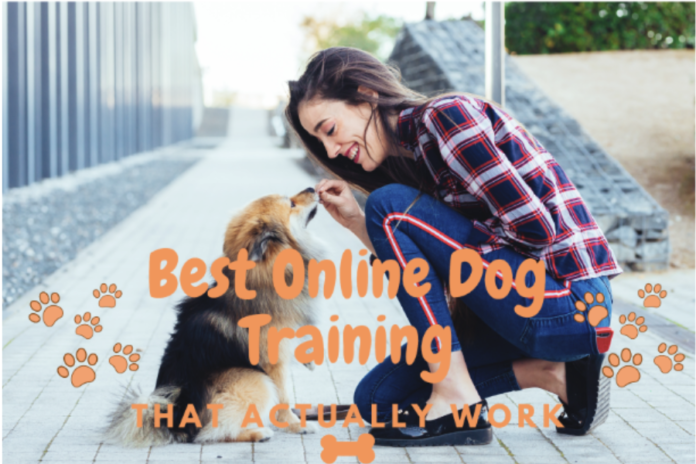 Best Online Dog Training Courses: Taught by Pet Experts