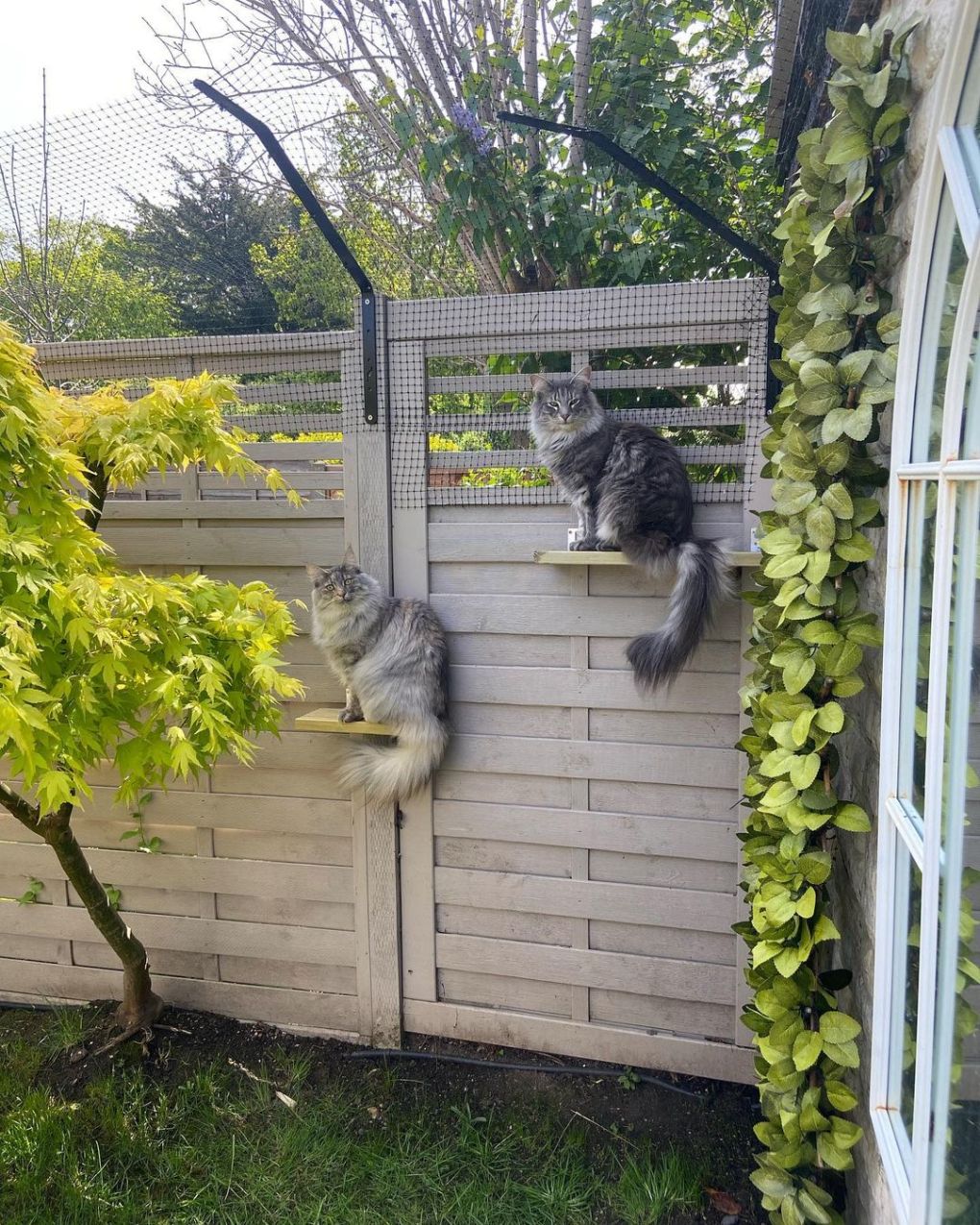 Cat Fencing For Norwegian Forest Cats