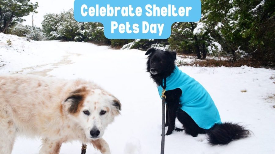 Celebrate Shelter Pets Day (+ tips to get those share-worthy dog photos!)