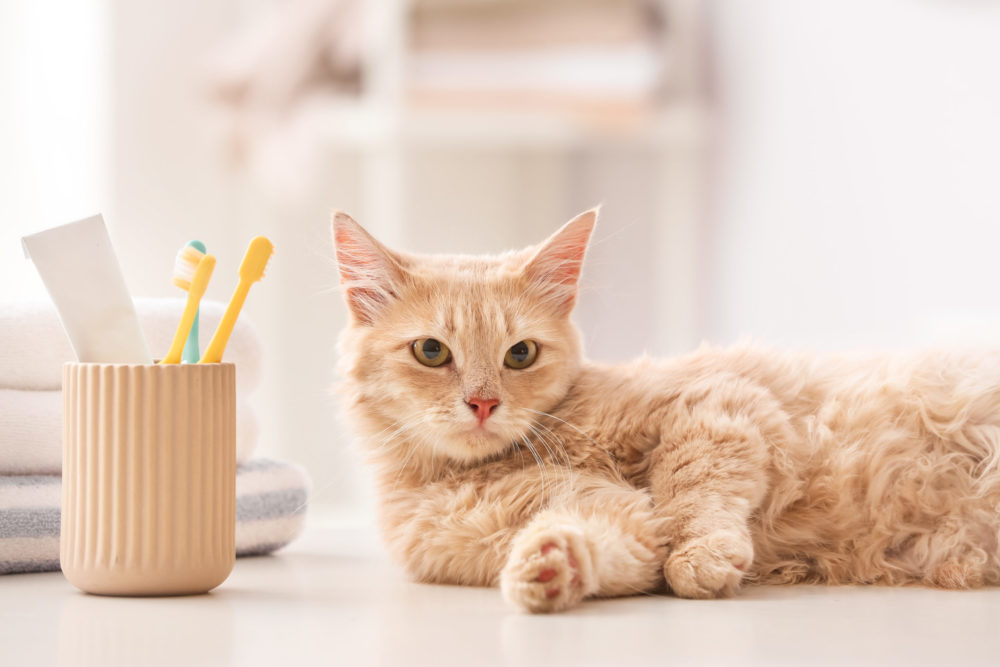Dental Disease Could Be the Biggest Threat to Your Cat’s Health