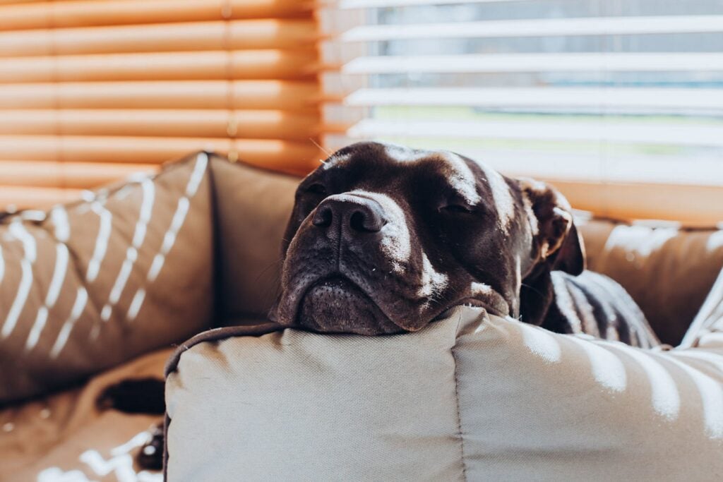 Do Pets Have Pet Peeves? Find Out What Might Annoy Your Dog