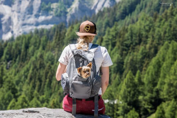 Dog Backpack Carriers: What to Look For