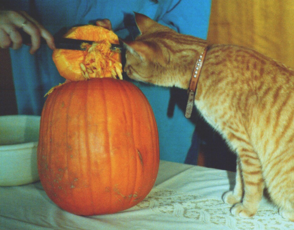 Happy Halloween Cat Feature – The Opurration!