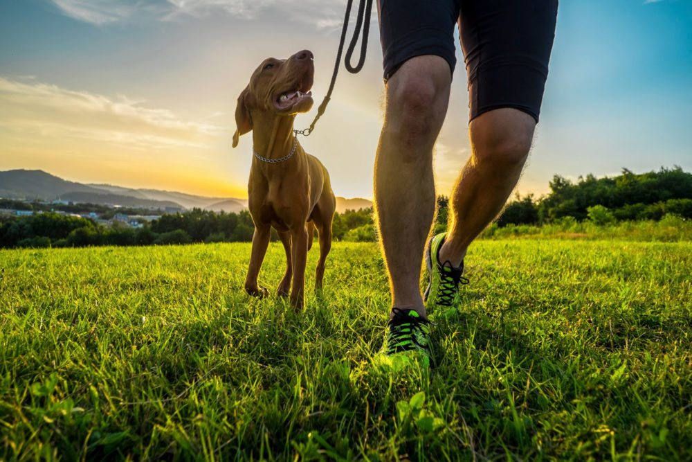Increase Your Dog’s Exercise with This One Simple Hack