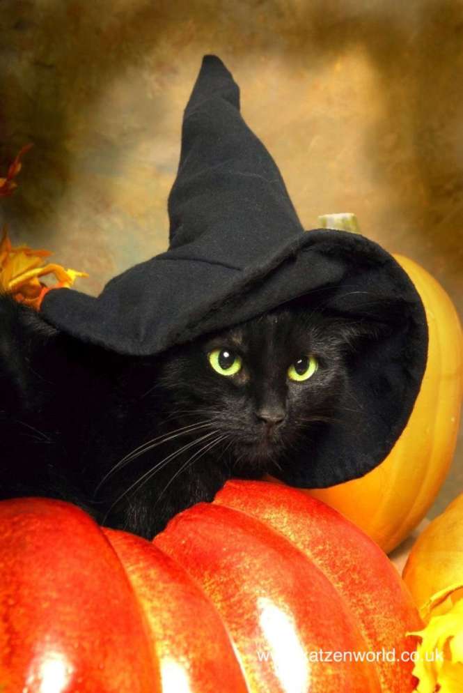 Mews: 5 Most Common Halloween-Themed Pet Names