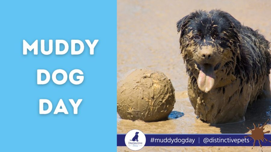 Muddy Dog Day {Get Ready to Snap Those Photos!}