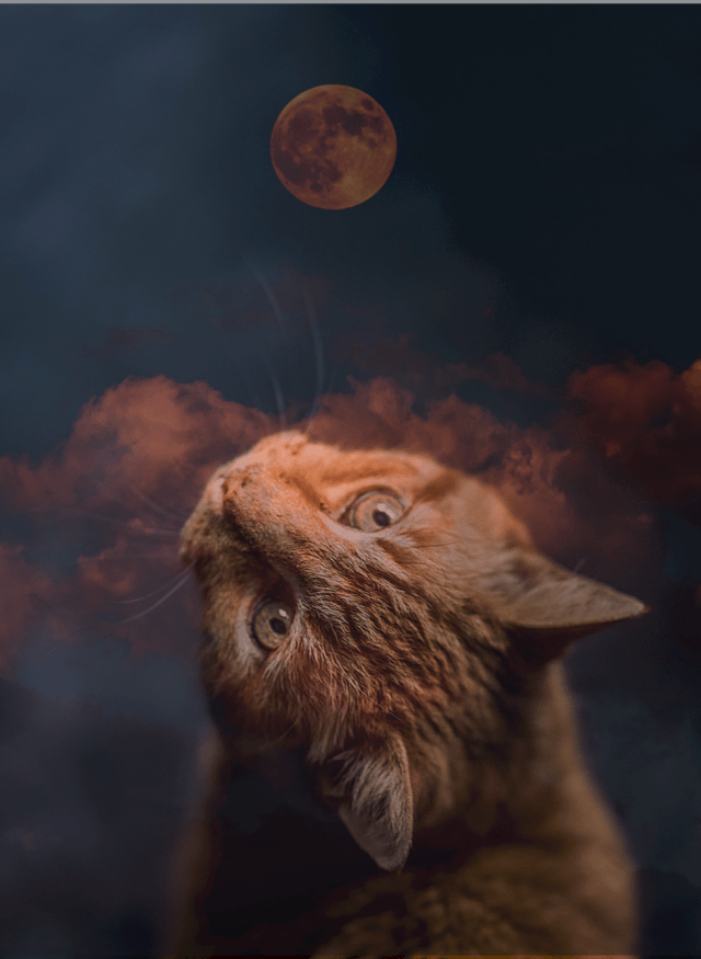 Purrsday Poetry: NIGHT PASSAGES