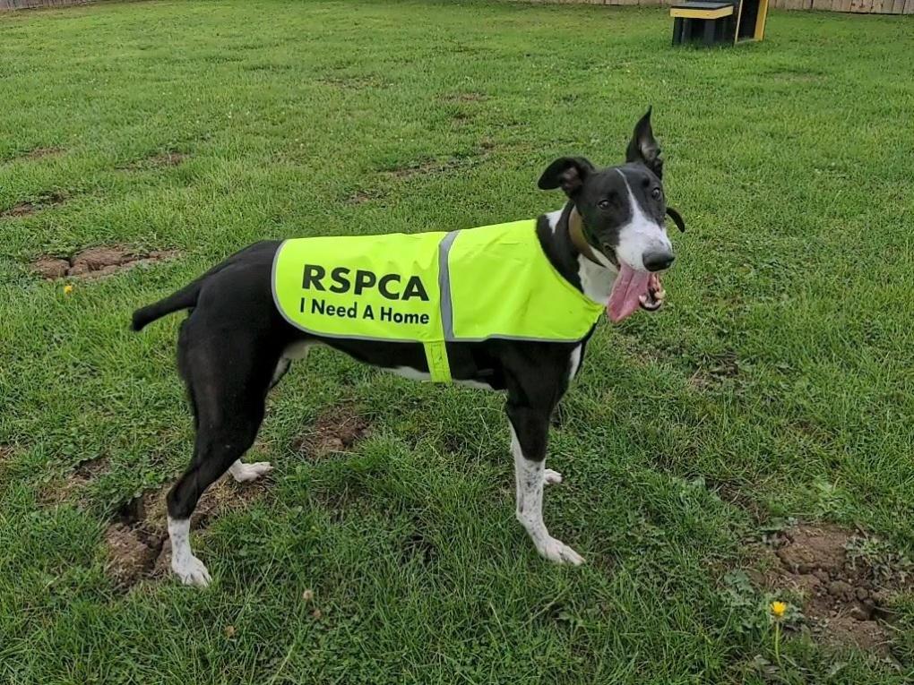 RSPCA Figures Reveal More Animals Coming Into Rescue as Rehoming Slows