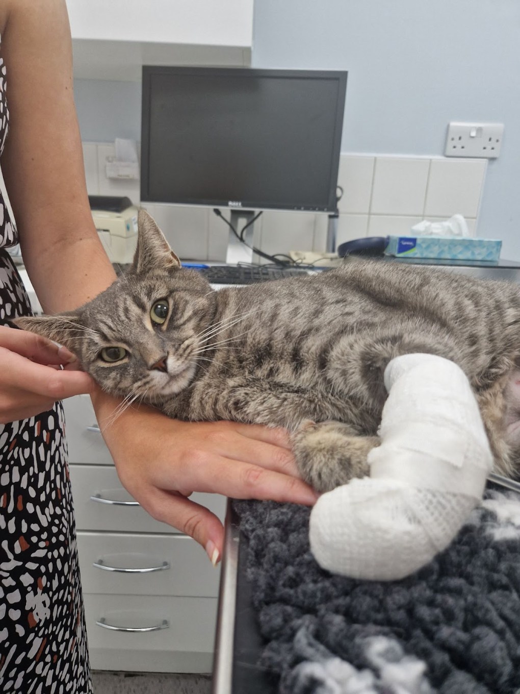 RSPCA Probes Series of Mystery Air Rifle Shootings of Cats in Hornchurch, Essex