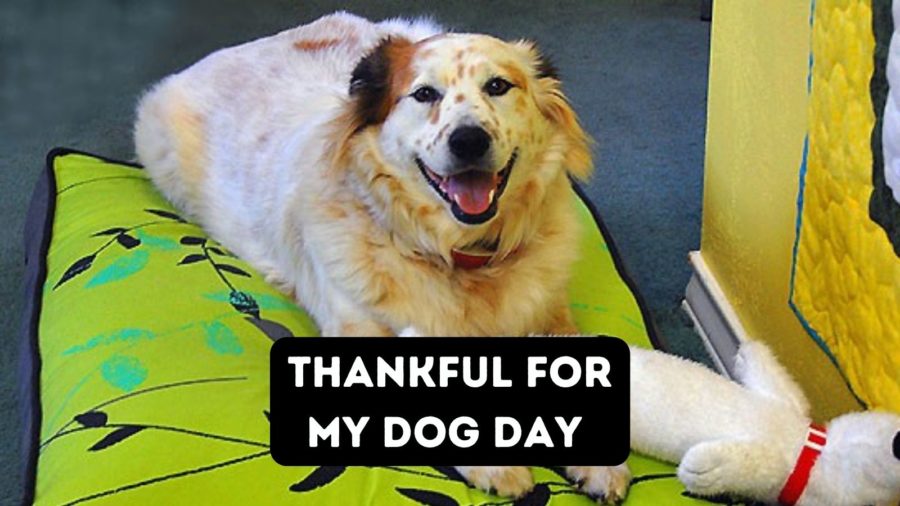 Thankful for My Dog Day (+ 10 Reasons I’m Thankful for Ours!)