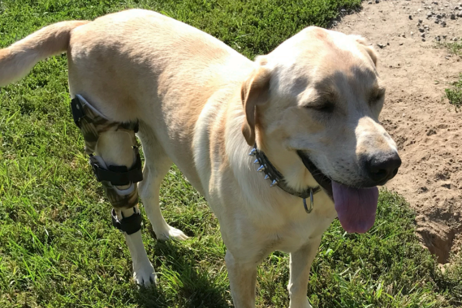 The most common orthopedic injury for dogs and why they need a dog knee brace
