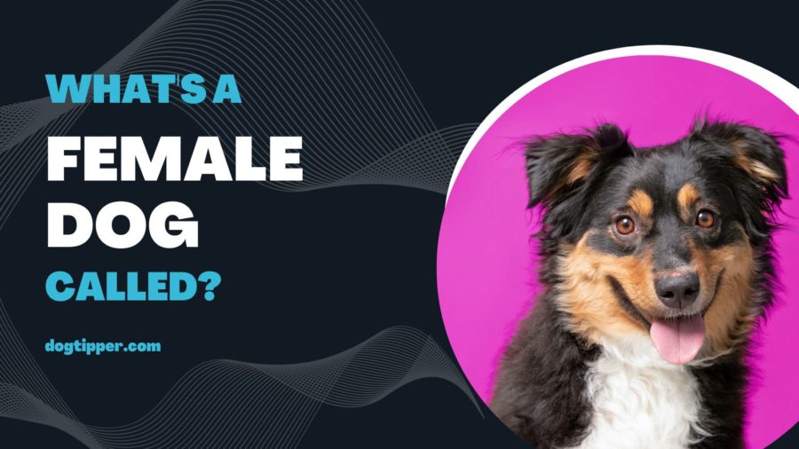 What is a Female Dog Called?