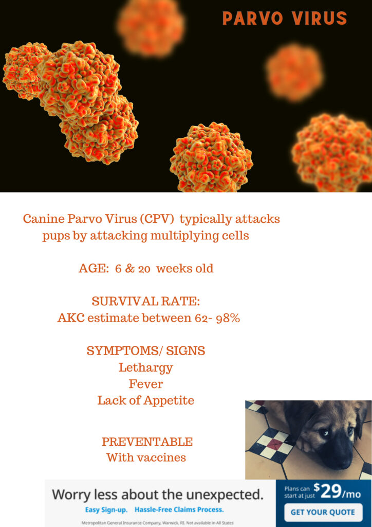 What is Canine Parvovirus?