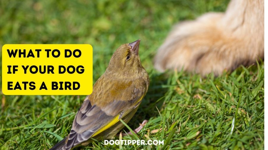 What To Do If Your Dog Eats a Bird