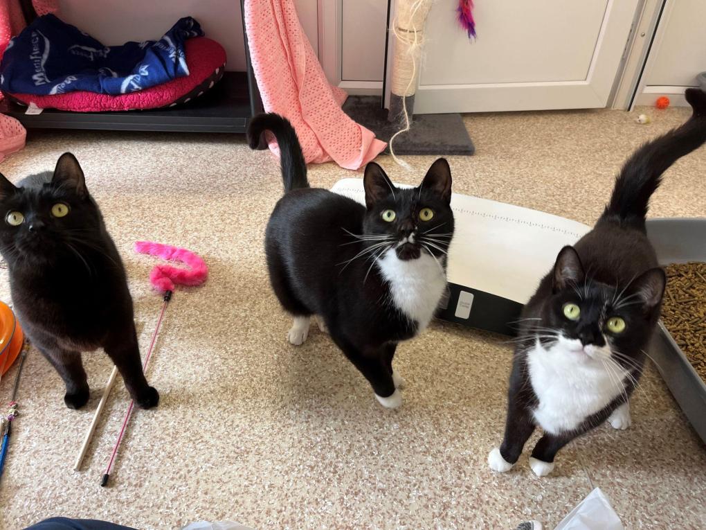 You’d be Batty not to Give These Trio of Count Cat-ulas a Loving Home