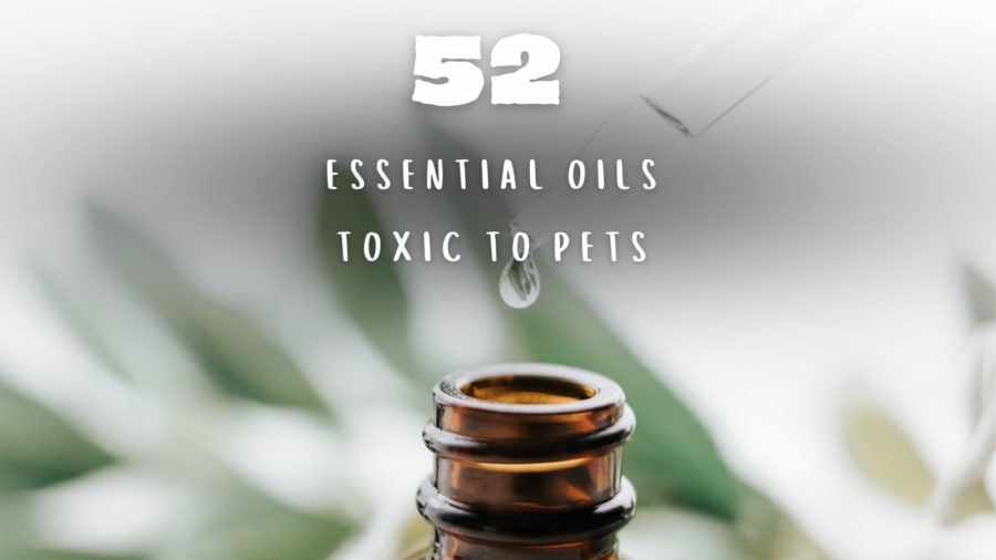 52 Essential Oils Bad for Dogs
