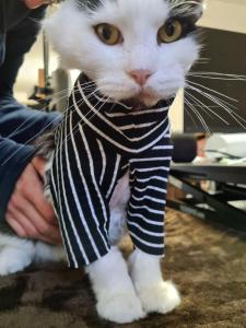 Ahoy There, me Hearties! RSPCA Rescue Cat Undergoes Amazing Transformation