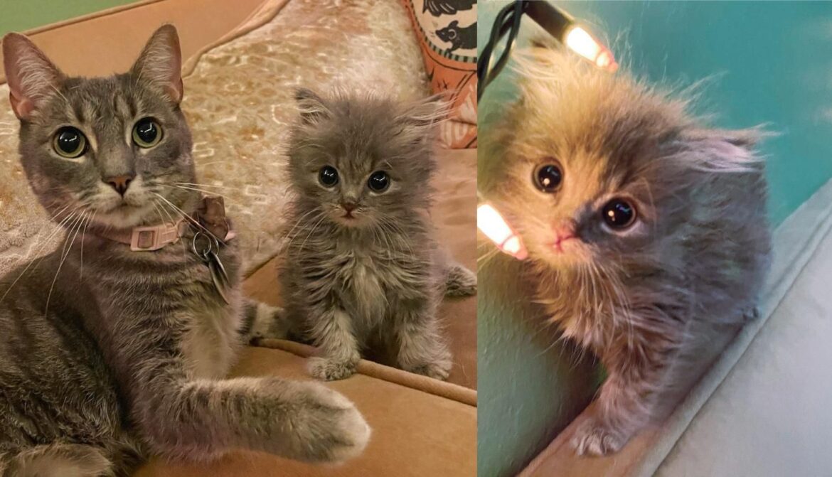 Backyard Kitten Finds ‘Purrfect’ Family to Raise Her, Her Personality Will Melt Your Heart