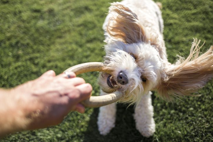 Best Dog Toys for Your Dog’s Personality