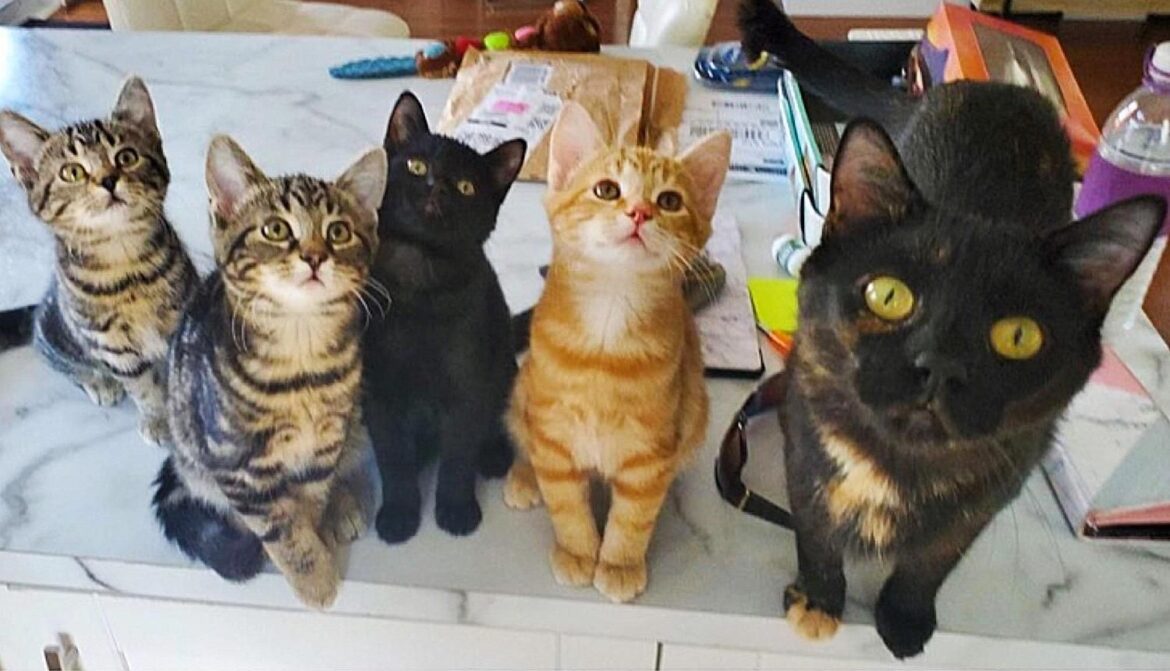 Cat Arrives at Someone’s Home for Food and Decides to Lead Them to Her Kittens One Day