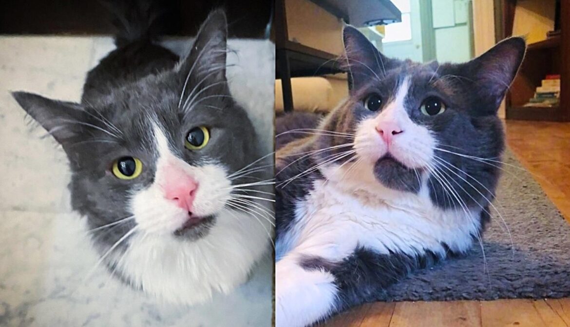 Cat Comes Back to People that Were Kind to Him, and is Ready to Move In After Years Outside