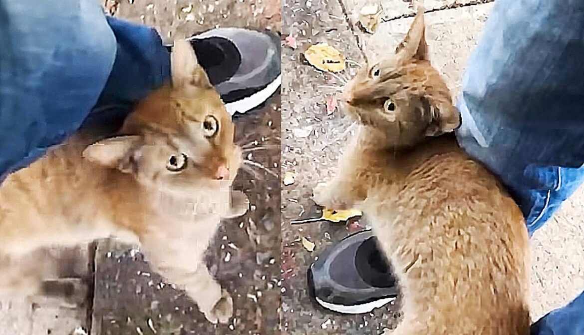 Cat Comes to Parking Lot and Asks for Help, She Walks Right into a Carrier One Day