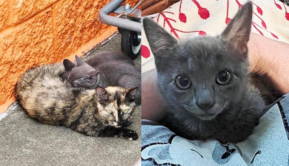 Cat Found Living Under Shopping Carts with Two Kittens, They Decide to Trust After 24 Hours Indoors