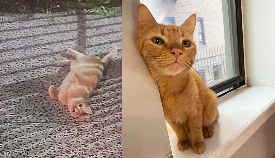 Cat Found Near a Creek Rolls Around on the Ground as He’s Ready to Be Taken into Good Home