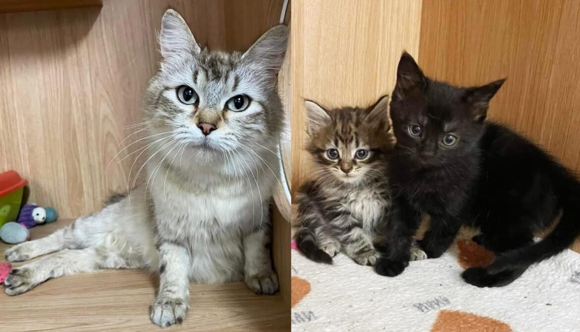 Cat Has Been Raising Kittens from Different Litters, is So Relieved When Someone Comes to Help Her