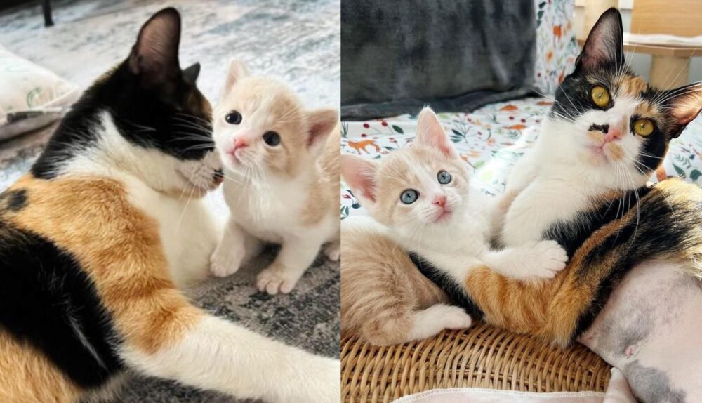 Cat Has Never Lost Focus on Caring for Her Kitten After They Were Found