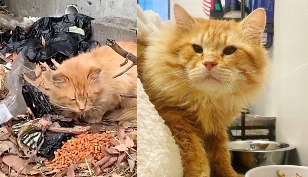 Cat Lives Outside and Sleeps on Leaves Until He Runs into People that Change His Life